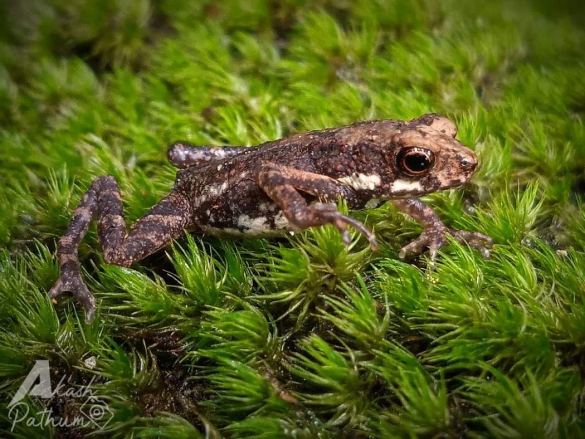 Adenomus kelaartii Gunther, 1858